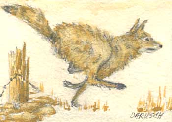 "Swift Of Foot" by Doris A Rusch, Fort Atkinson WI - Watercolor & Pencil - SOLD